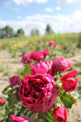 Роза сорта Аскот (Ascot) (чайно-гибридная) - купить в Челябинске