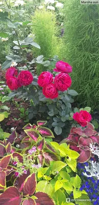 роза чайно-гибридная Аскот | rozimira
