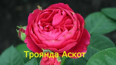 Роза Аскот (rose Ascot), описание сорта, все её плюсы и минусы, цветение  22.07.2022 - YouTube