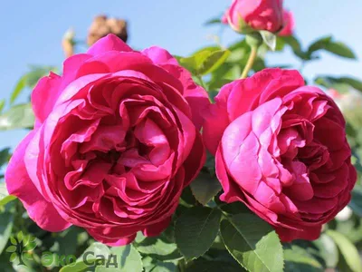 Купить Саженцы чайно-гибридной розы Аскот (Rose Ascot) оптом/розница
