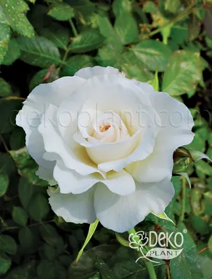Rose Athena - Product onThursd