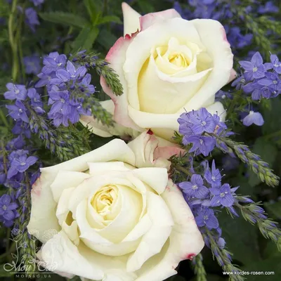 Rose Athena | Cut Roses | Flower Suppliers Wholesale Flowers Direct