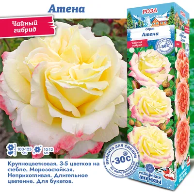 Роза Пинк Атена - заказать и купить цветы с доставкой | Donpion