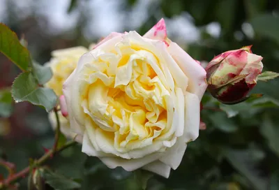 Roses \"Athena\" -