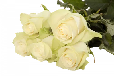 Роза Атена (Чайно-гибридная) 1шт (Сиб сад) купить, отзывы, фото, доставка -  ОКЕАН-СП