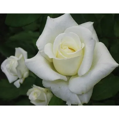 101 роза \"Pink Athena\". Букет из 101 розы 40 см. Купить цветы