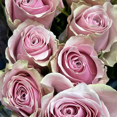 PINK ATHENA - Subati Group