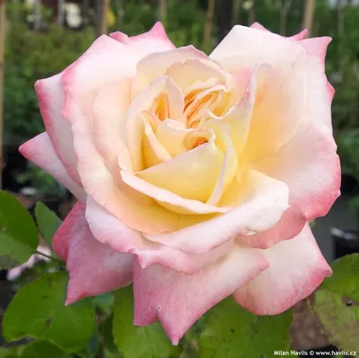 Kenyan Roses - Athena | All In Season