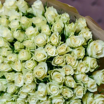 Rosa 'ATHENA'® - Havlis.cz
