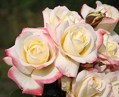 Athena - Premium Big-Head Roses - Aisha Flowers