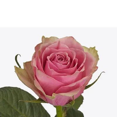 Roses \"Athena\" -