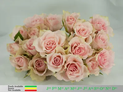 Rose Athena Royale - 40 Stem Bunch – PetalDriven