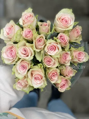 Роза Атена 25 шт, Цветы и подарки в Туле, купить по цене 3750 RUB,  Монобукеты в Цветочный минимаркет Болдина 147 с доставкой | Flowwow