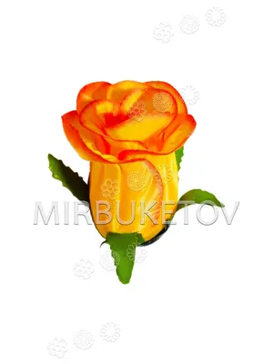 Роза большая атлас - фото
