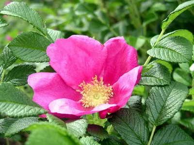 Цветок искусственной Розы, 85 мм - Купить Искусственные Цветы