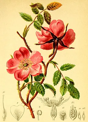 Искусственные цветы букет розы атлас Клеопатра, 56см