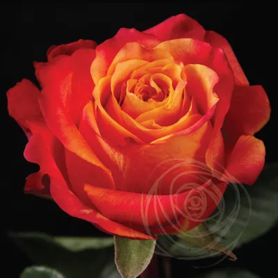 Atomic variety rose - AltaSierra