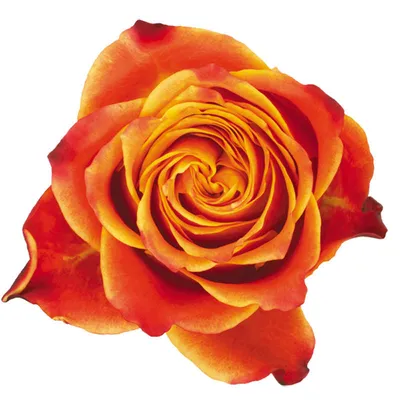 Rose Atomic | Cut Roses | Flower Suppliers Wholesale Flowers Direct