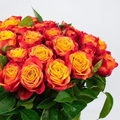 Atomic - Premium Roses - Eagle-Link Flowers