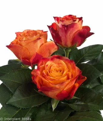 Atomic® - Interplant Roses