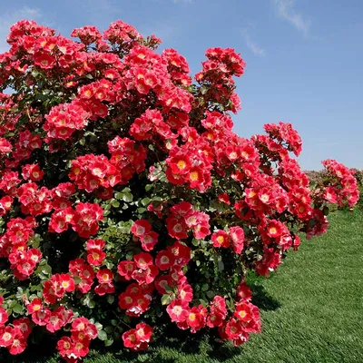 Саженцы розы плетистой баяццо купить в Москве по цене от 1800 рублей
