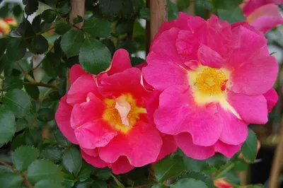 Плетистая роза БАЯЦЦО | Зимовка, укрытие и удобрение | 5-я климатическая  зона | rose Bajazzo - YouTube