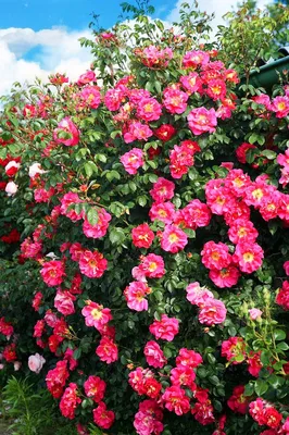 Купить Роза плетистая-клаймбер Баяццо — от НПО Сады Росcии с доставкой