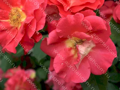 Роза плетистая \"Баяццо\" Bajazzo (ID#1457694471), цена: 85 ₴, купить на  Prom.ua