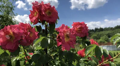 Плетиста троянда Баяццо 😍🌹 - YouTube