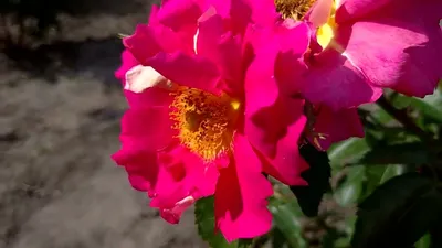 Роза плетистая Баяццо (Bajazzo) - Плетистые розы, купить с доставкой по  Москве и Московской области, сорта, цены за штуку, названия, фото