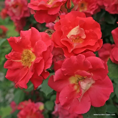 Купить саженцы крупноцветковых плетистых роз в Минске в интернет магазине  Долина Растений