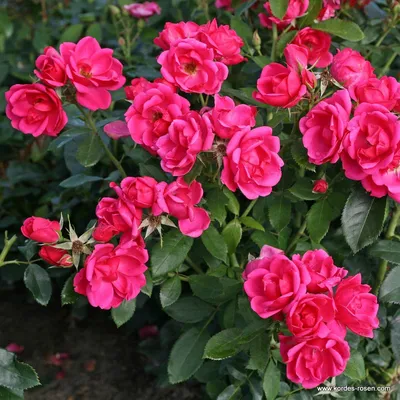 Розы сегодня | Екатерина Ко и Цветущий САД | Дзен