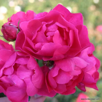 Цветение роз в Подмосковье в июне, часть 2 - YouTube