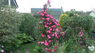 Купить саженцы садовых плетистых роз в Минске в интернет магазине Долина  Растений