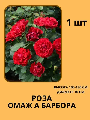 Купить саженцы крупноцветковых плетистых роз в Минске в интернет магазине  Долина Растений