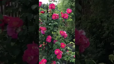 Роза Excelsa (Эксцельза) – Elitgarden
