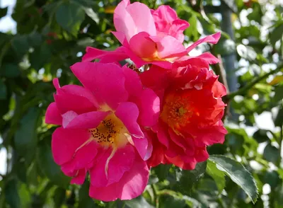 Купить саженцы Роза Баяццо. Цены на плетистые розы для посадки