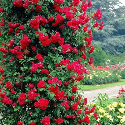 Плетистая роза Кордеса - популярные сорта, доставка.