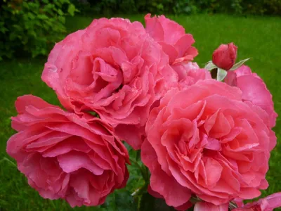 Ютерсен роза плетистая розовая - 72 фото