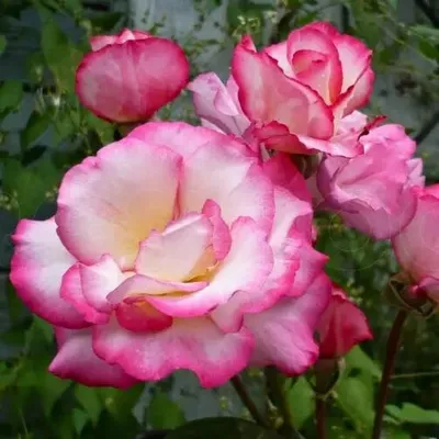 Купить саженцы садовых плетистых роз в Минске в интернет магазине Долина  Растений