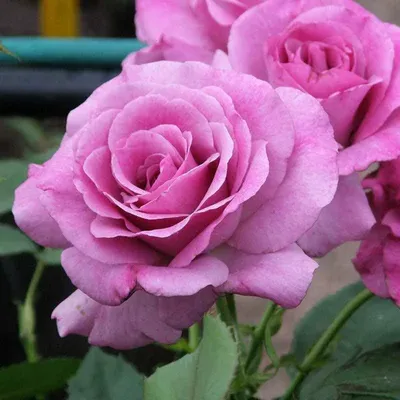 Купить плетистые розы для подмосковья - сорта без укрытия недорого в Москве