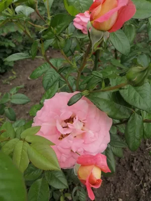 Плетистые розы саженцы и кусты. Купить саженцы роз с доставкой Почтой  России. Оптом и в розницу