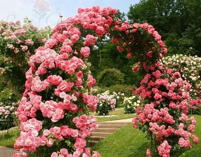 Ютерсен роза плетистая розовая - 72 фото