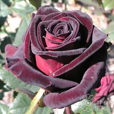 Роза «Блэк Баккара» (Black Baccara)