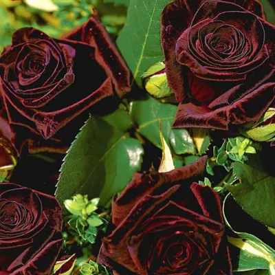 Роза Блэк Баккара - купить саженцы Rose Black Baccara почтой, недорого