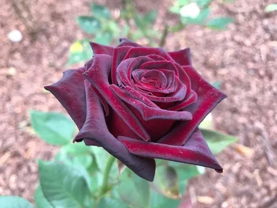 Photo of the bloom of Rose (Rosa 'Black Baccara') posted by manueldalmeida  - Garden.org