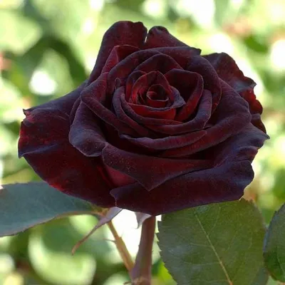 Роза Блэк Баккара Rose Black Baccara
