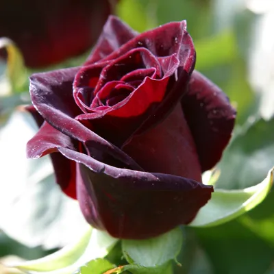 Роза чайно-гибридная Блэк Баккара (Rose hybrid tea Black baccara) — Садовое  ателье СвеЖеНика
