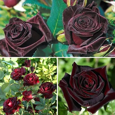 Buy Rose Black Baccara | J Parker Dutch Bulbs