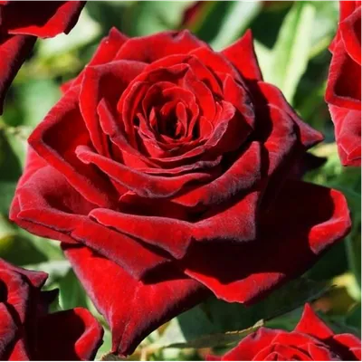 BLACK BACCARA ROSE (Only for... - Fruits N Flowers | Facebook